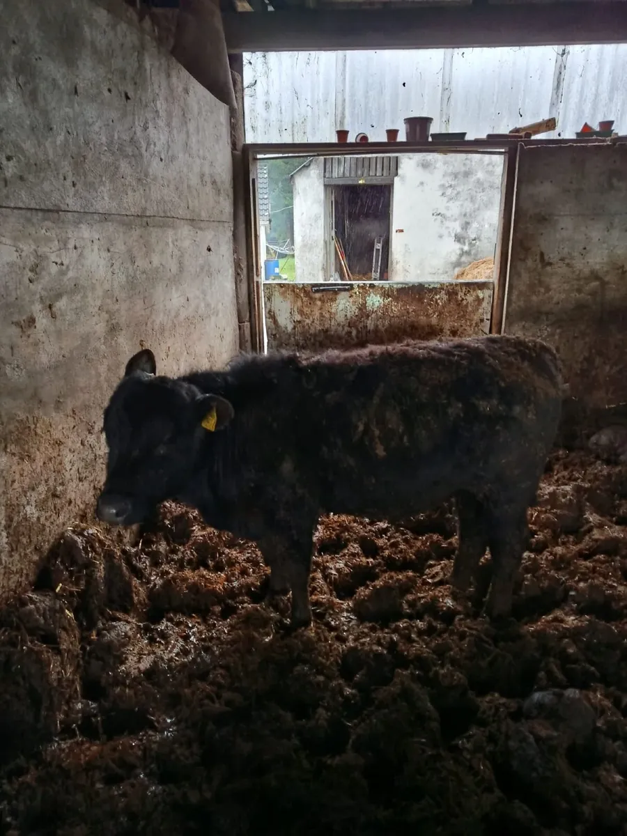 Bull weanling - Image 1