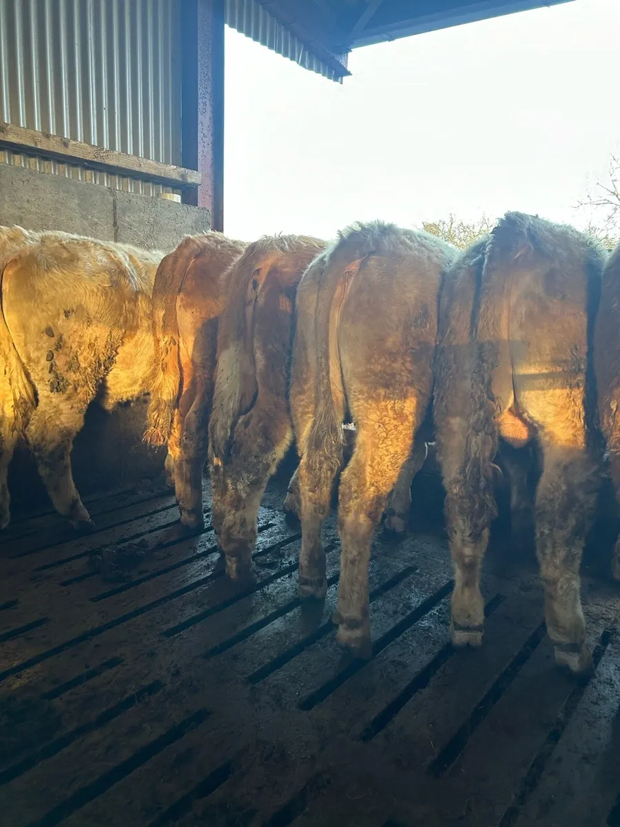 Super ch bullocks for sale - Image 4
