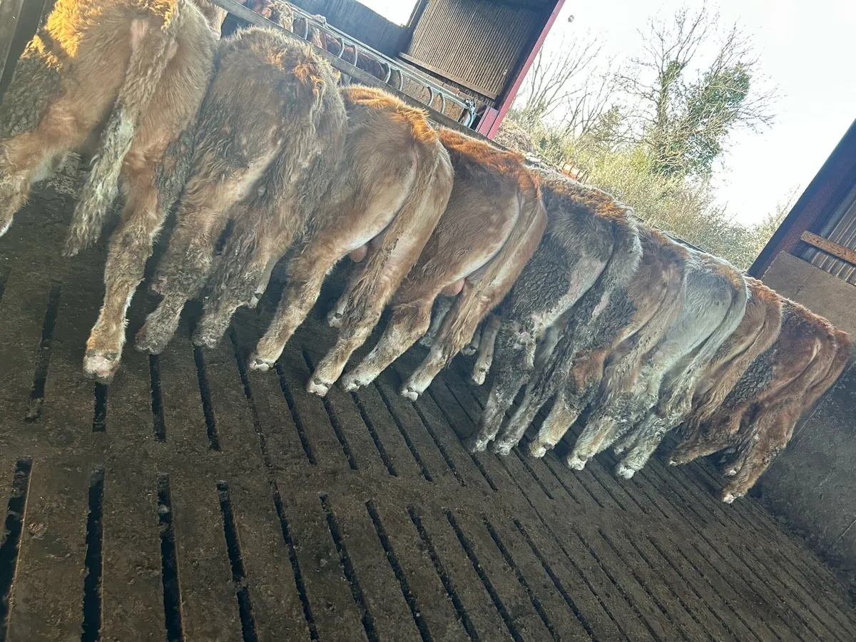 Super ch bullocks for sale - Image 1