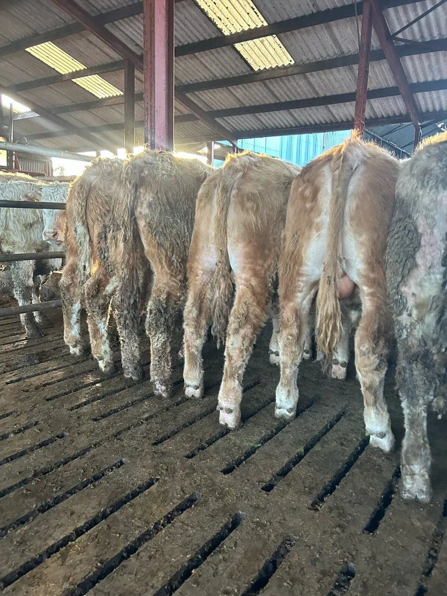 Super ch bullocks for sale - Image 2