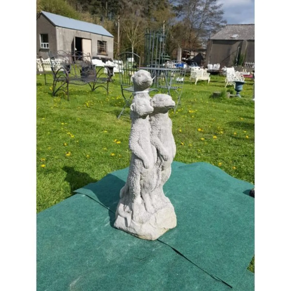 Meerkat Family – SA049