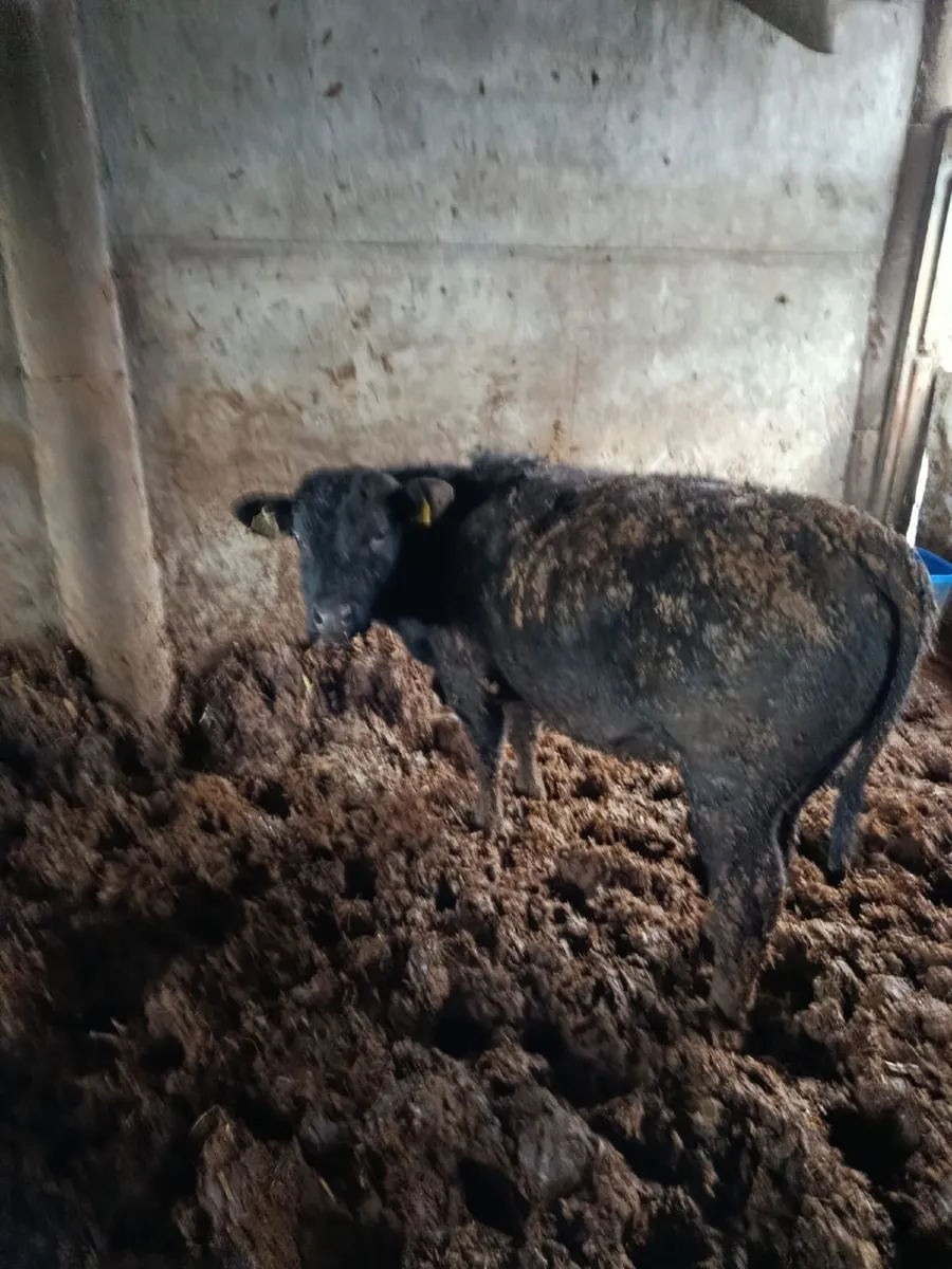 Bull weanling - Image 2