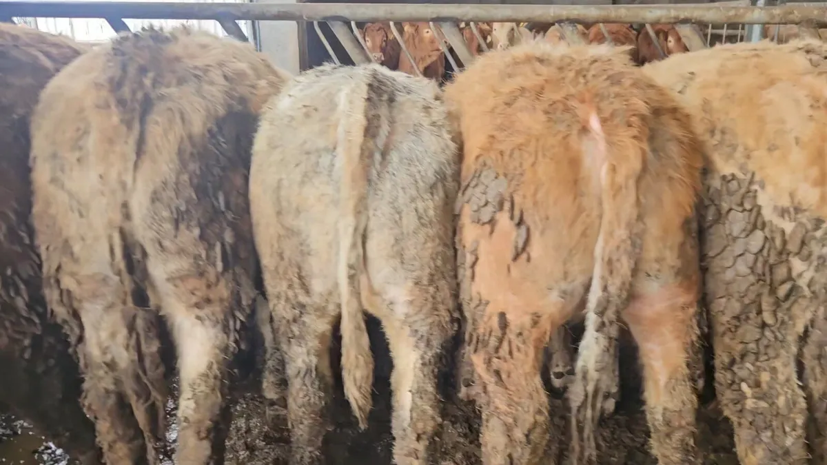 Super Continental Heifers - Image 4