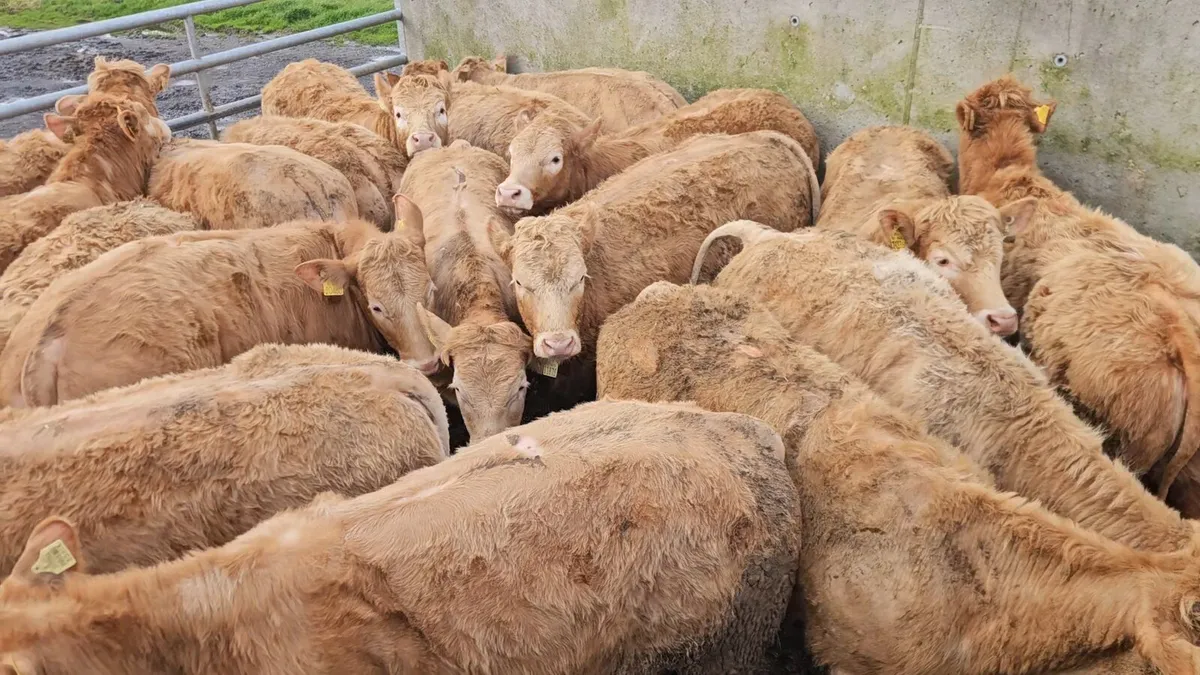 Super Continental Heifers - Image 2