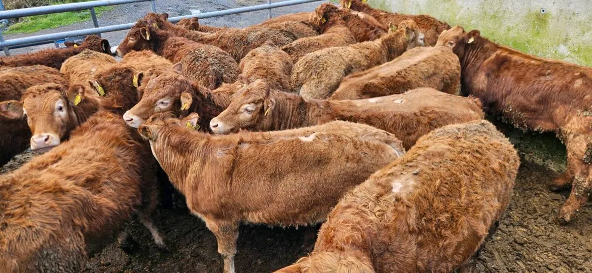 Super Continental Heifers - Image 1