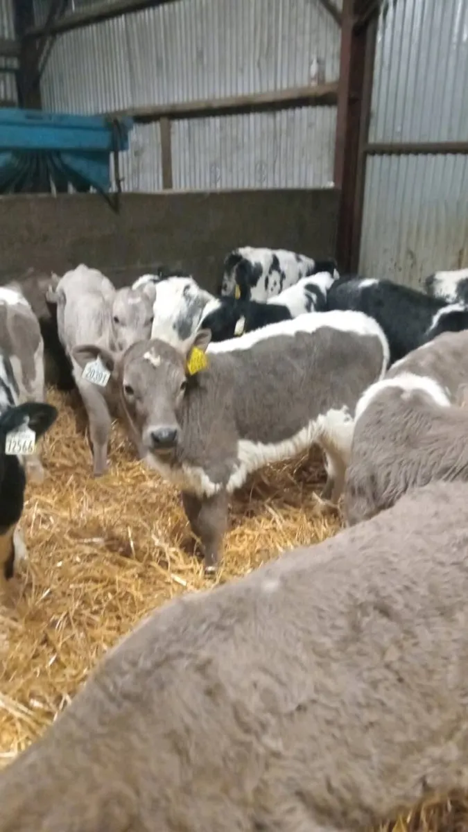 💥 CHAROLAIS & BLUE BUNDLE 💥 - Image 4