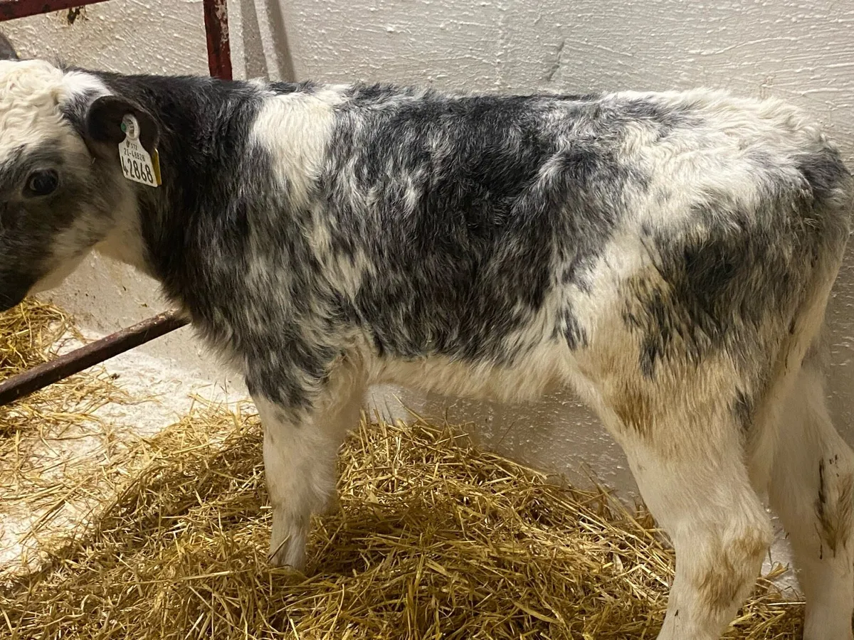 6 Smashing Blue Heifers - Image 3