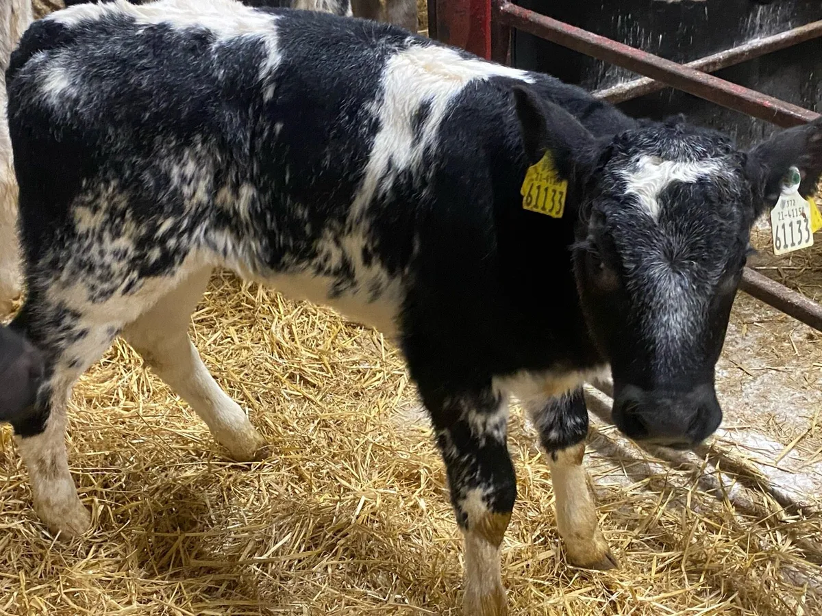 6 Smashing Blue Heifers - Image 4