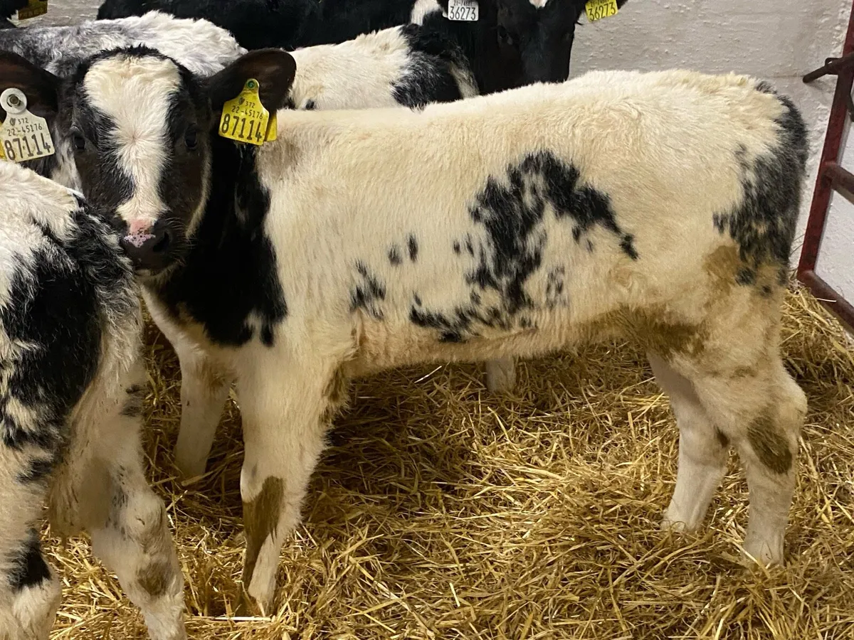 6 Smashing Blue Heifers - Image 1