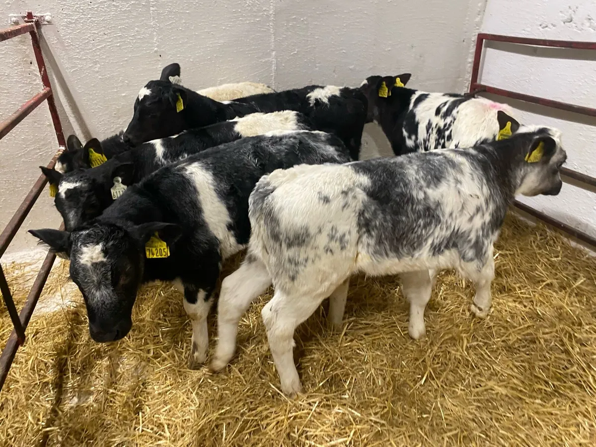 6 Smashing Blue Heifers - Image 1