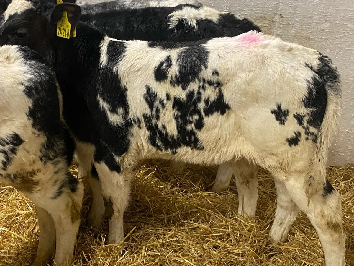 6 Smashing Blue Heifers - Image 2