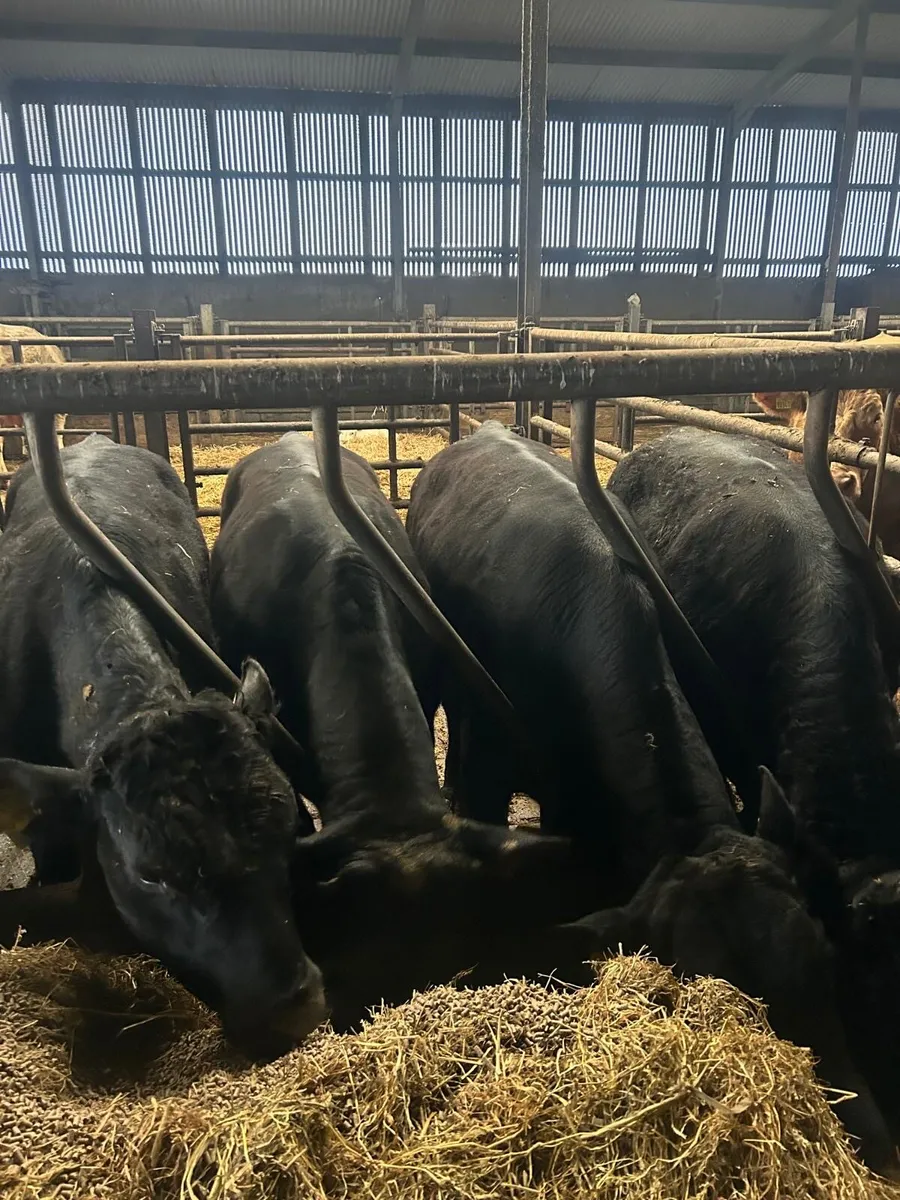 12 Angus bulls one year old 350kg - Image 1