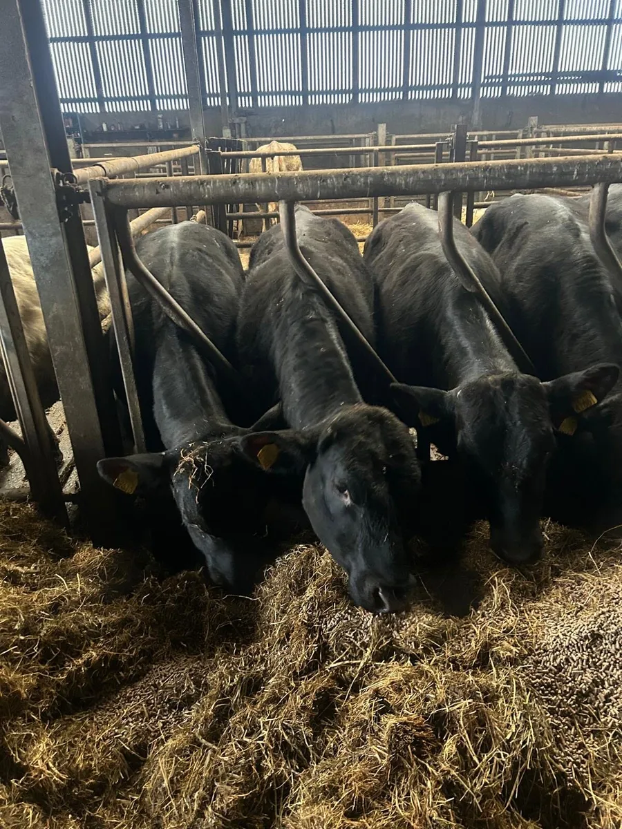 12 Angus bulls one year old 350kg - Image 2