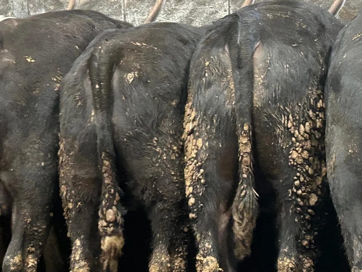 12 Angus bulls one year old 350kg - Image 3