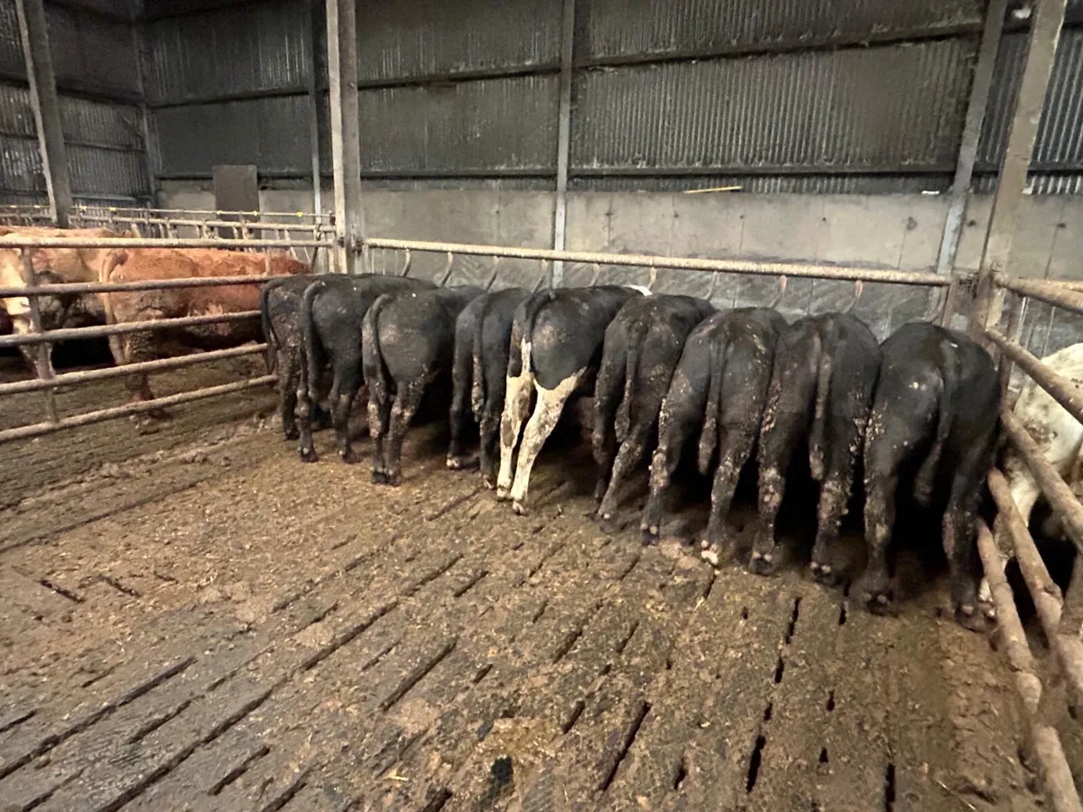 12 Angus bulls one year old 350kg - Image 4