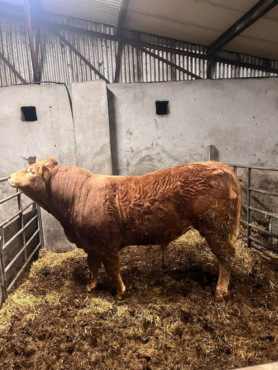 Pedigree limousine Bull - Image 1