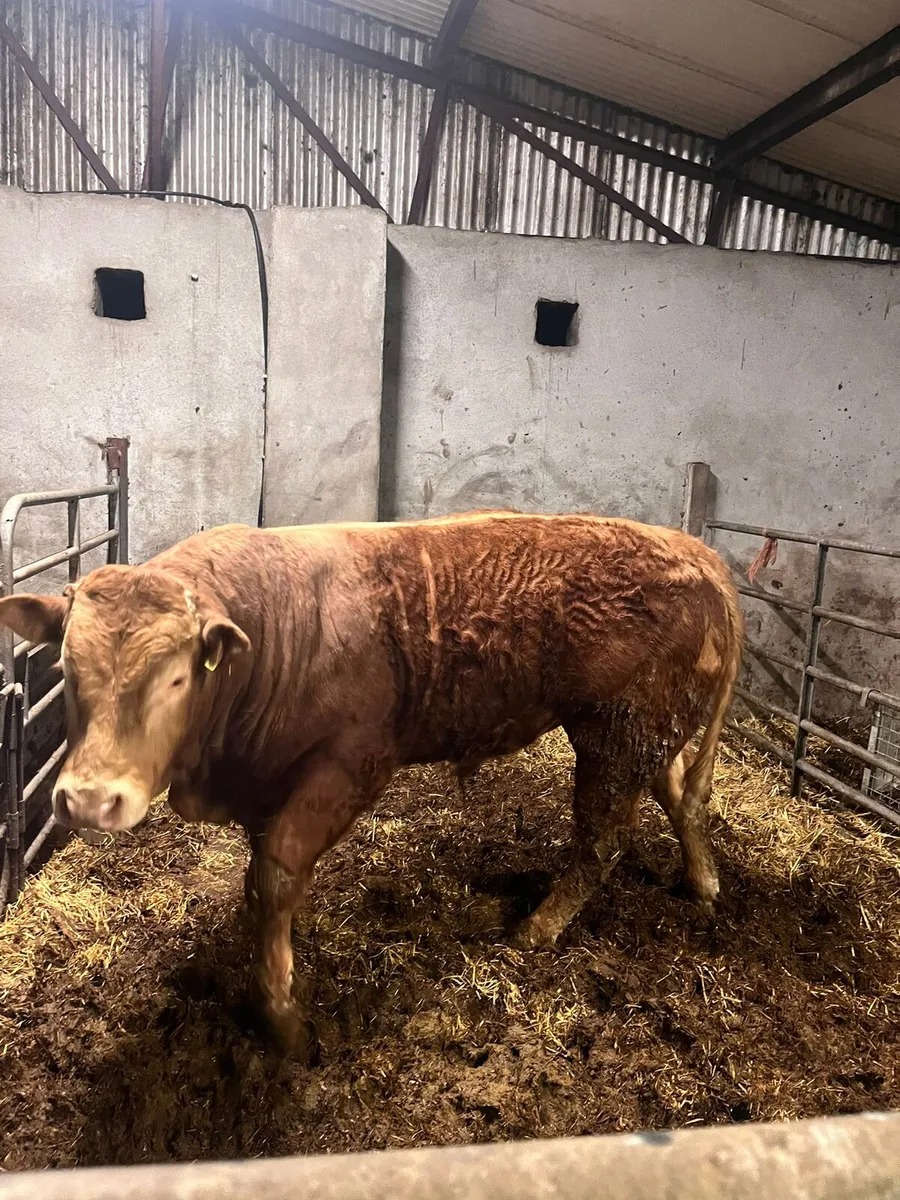 Pedigree limousine Bull - Image 3