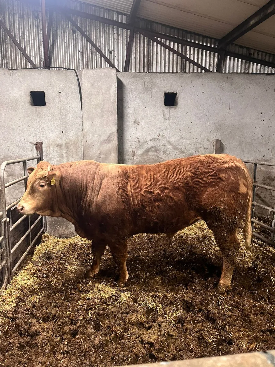 Pedigree limousine Bull - Image 2