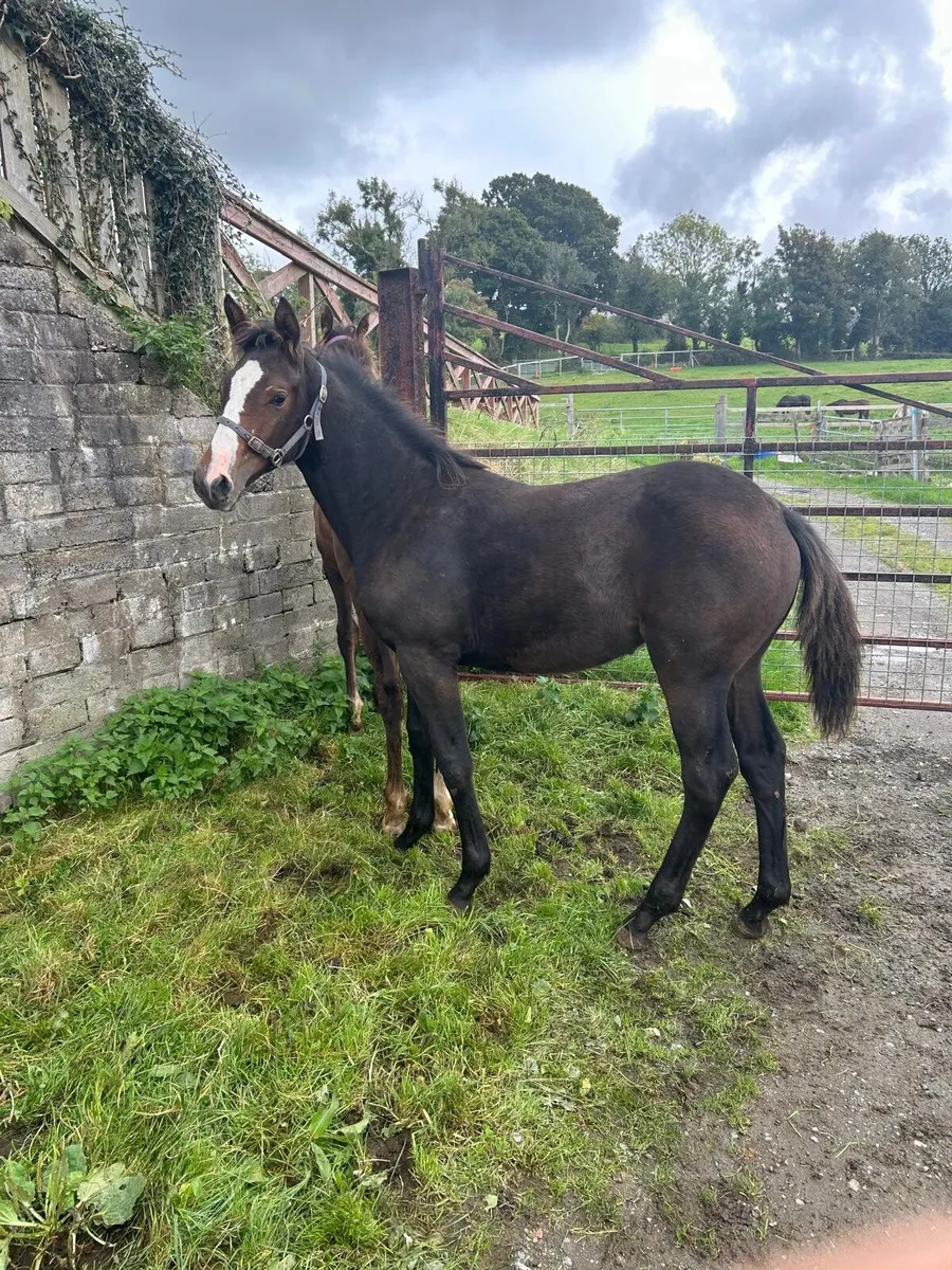 Gunfire x Pacino filly - Image 1