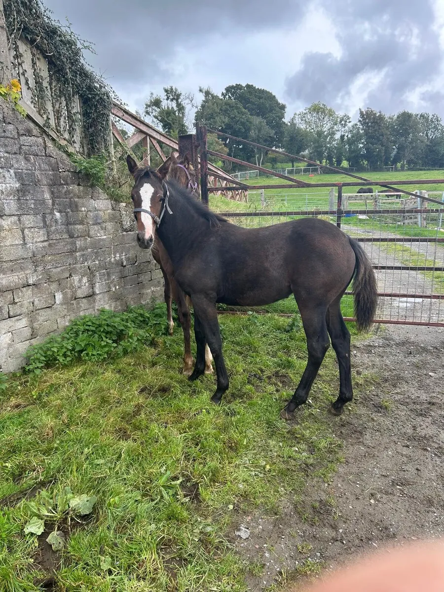 Gunfire x Pacino filly - Image 2