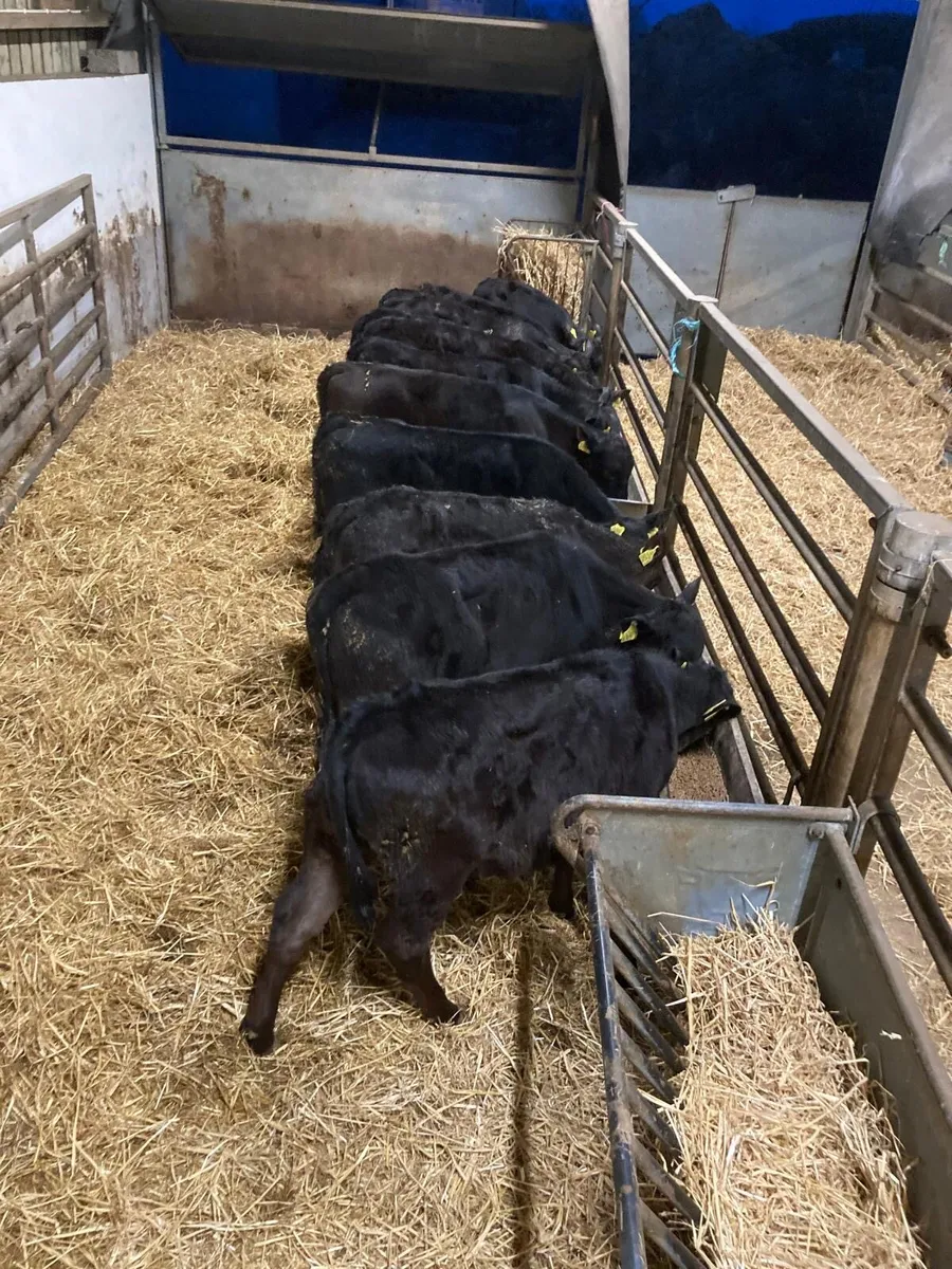 Angus heifers - Image 1