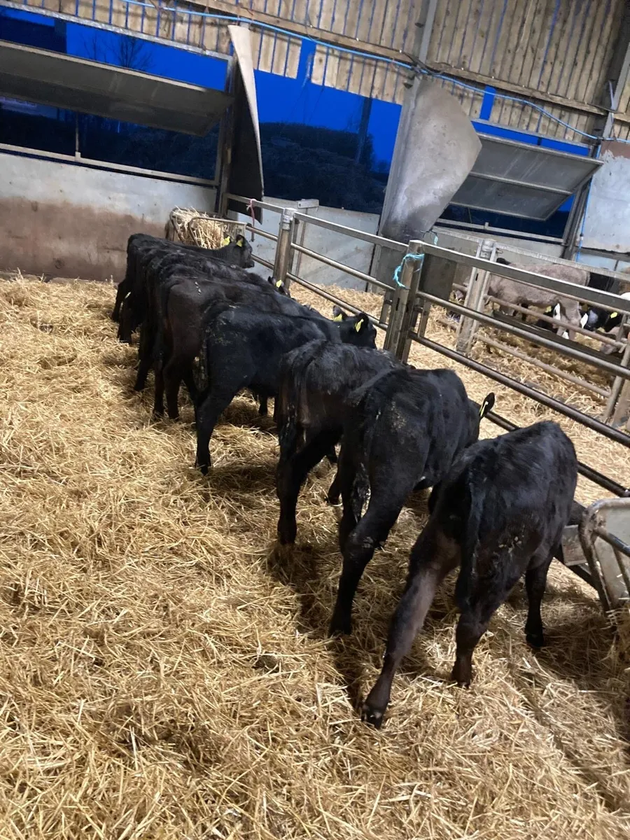 Angus heifers - Image 2