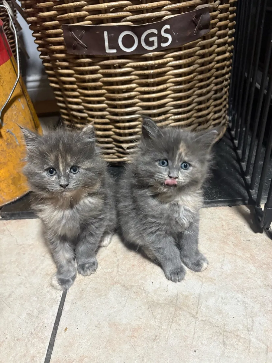 Maine Coon Kittens - Image 2