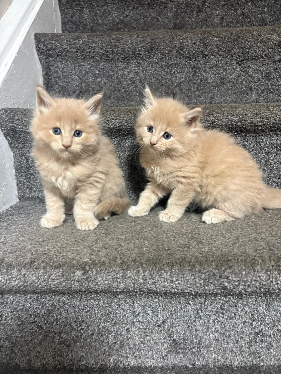 Maine Coon Kittens - Image 3