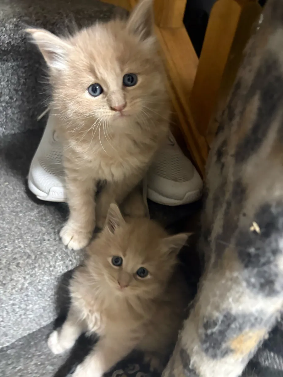 Maine Coon Kittens - Image 4
