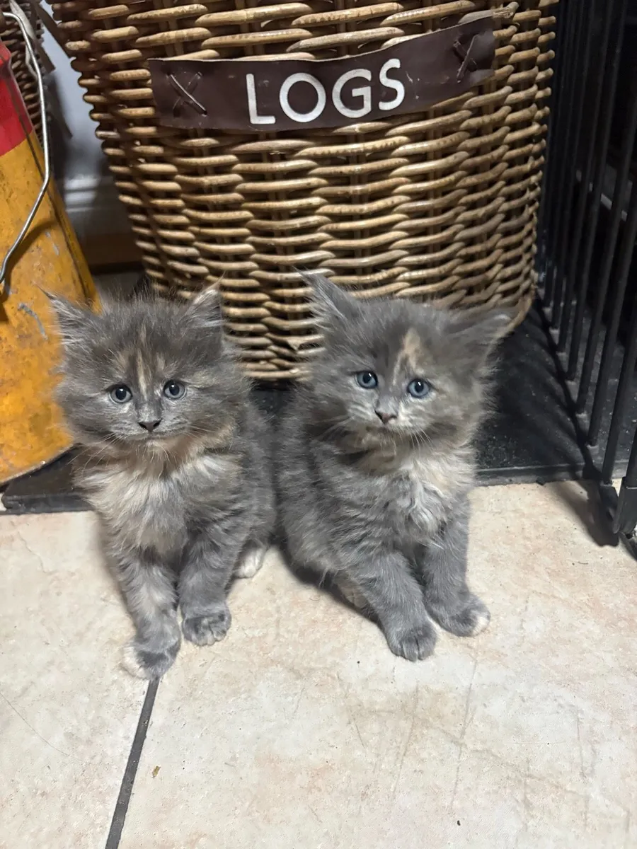 Maine Coon Kittens - Image 1