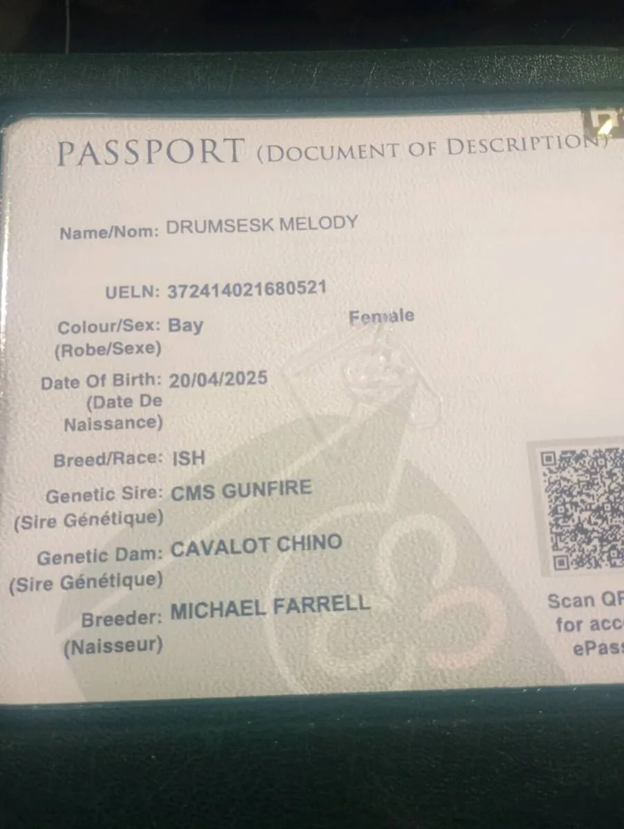 Gunfire x Pacino filly - Image 3