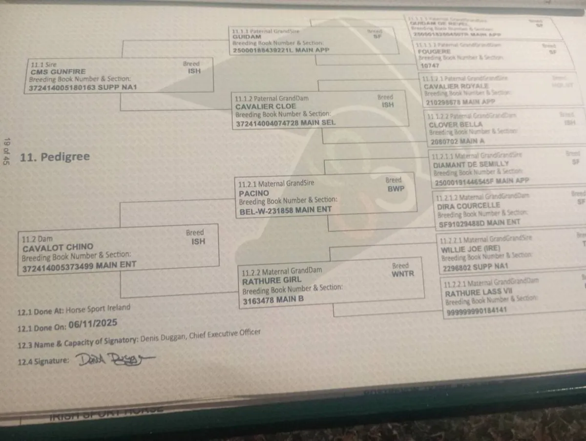 Gunfire x Pacino filly - Image 4
