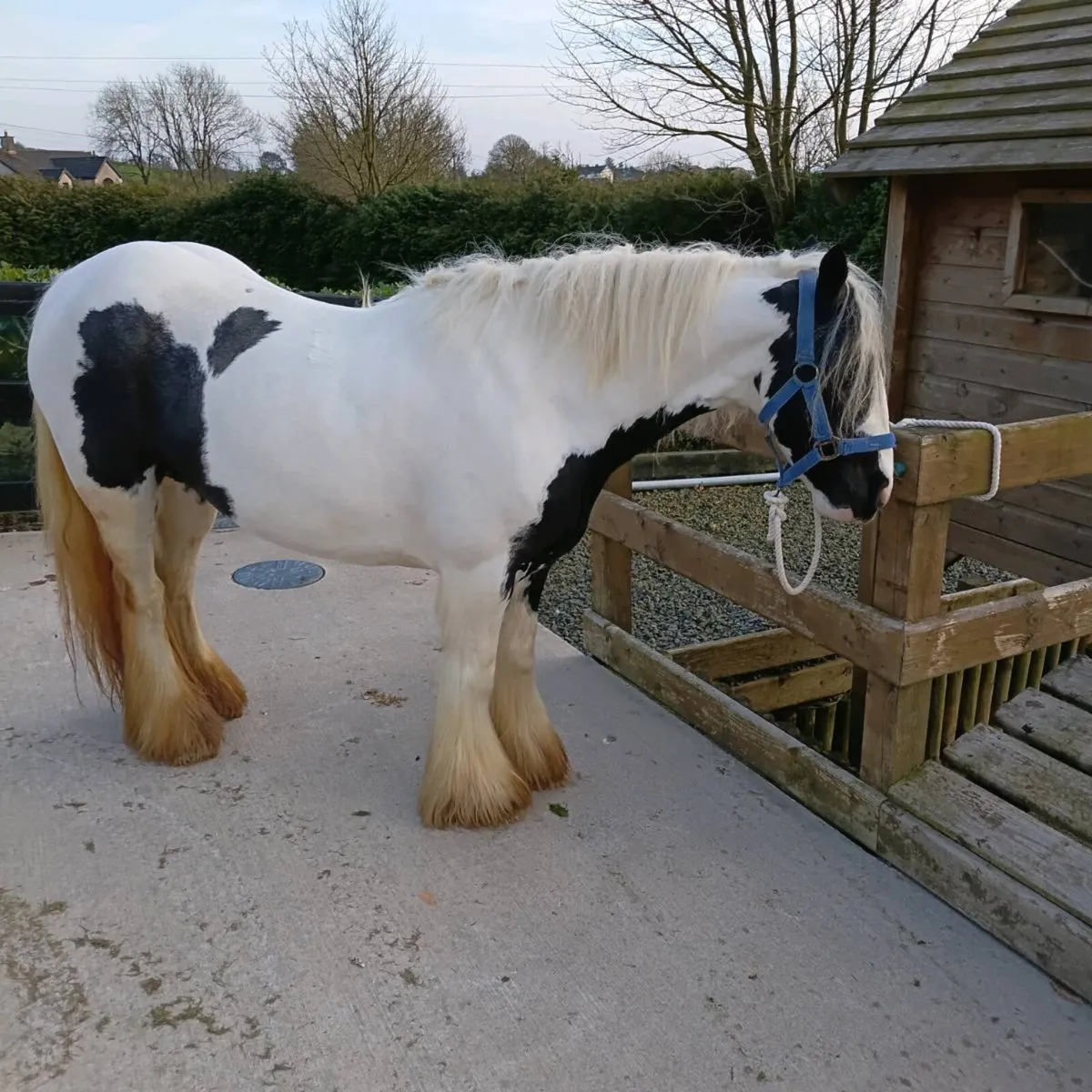 Lovely black&white mare for sale £1800 - Image 1