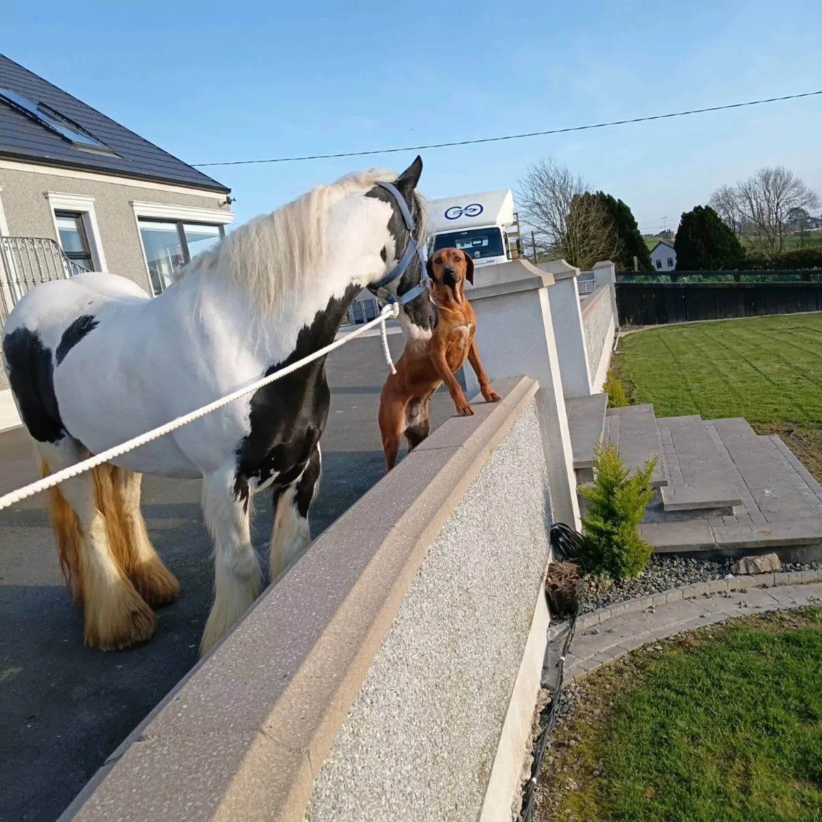 Lovely black&white mare for sale £1800 - Image 2