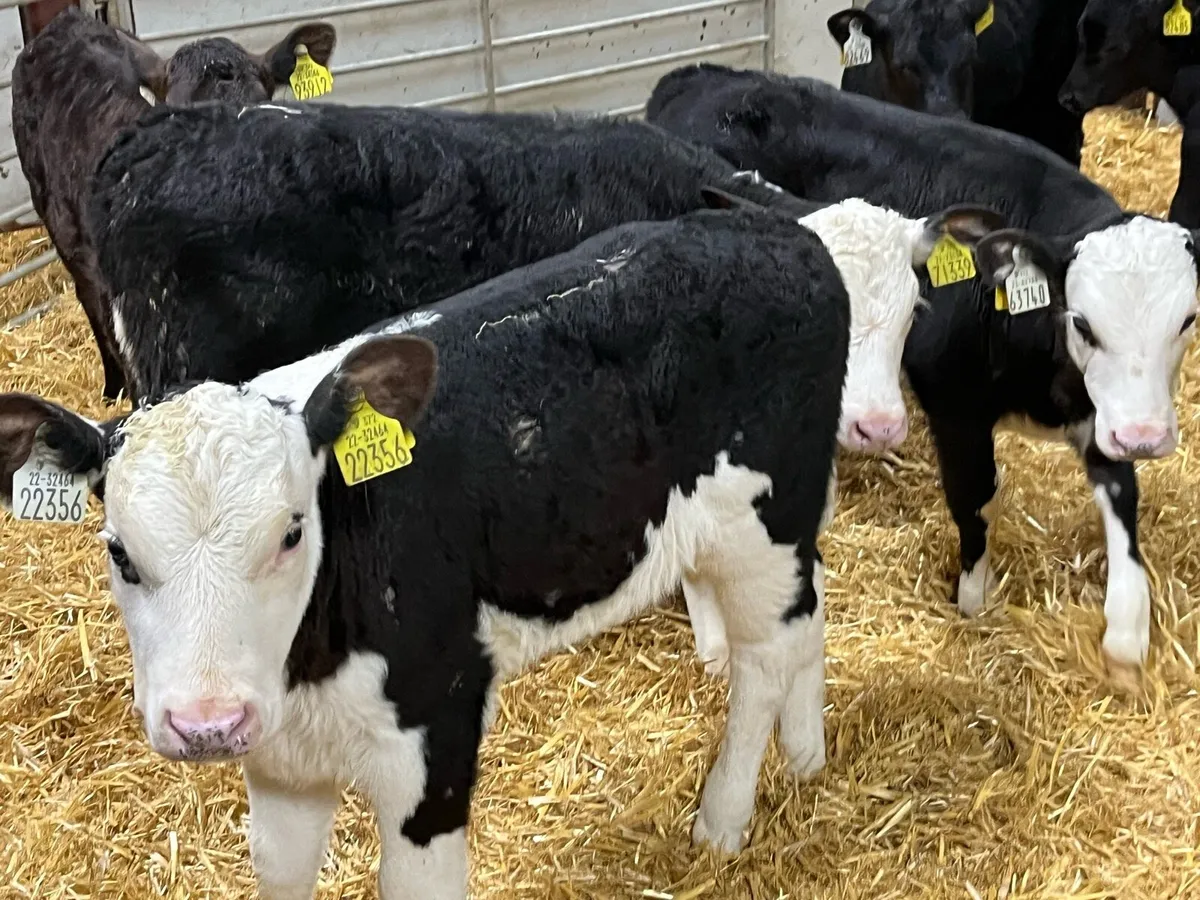 Real Proper AA & HE Heifer Calves - Image 1
