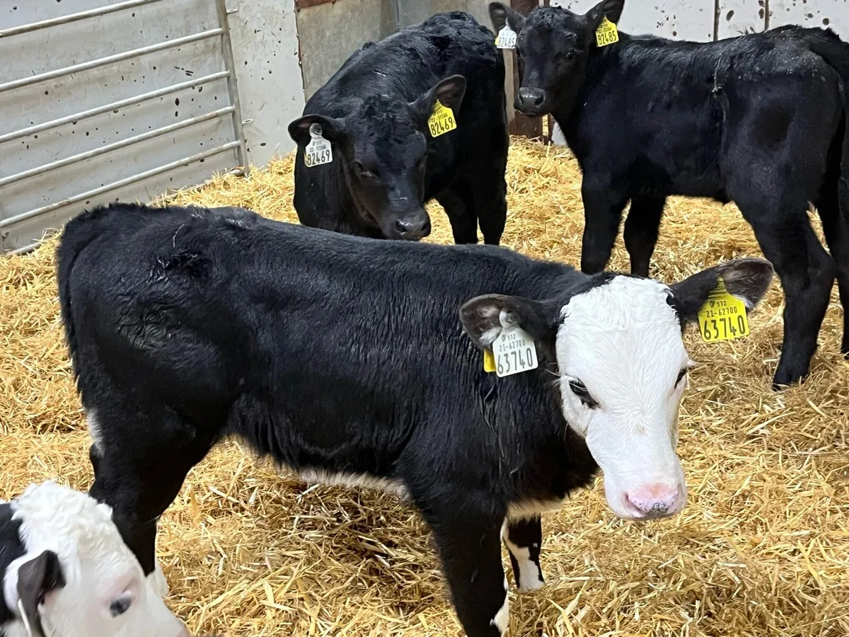 Real Proper AA & HE Heifer Calves - Image 3