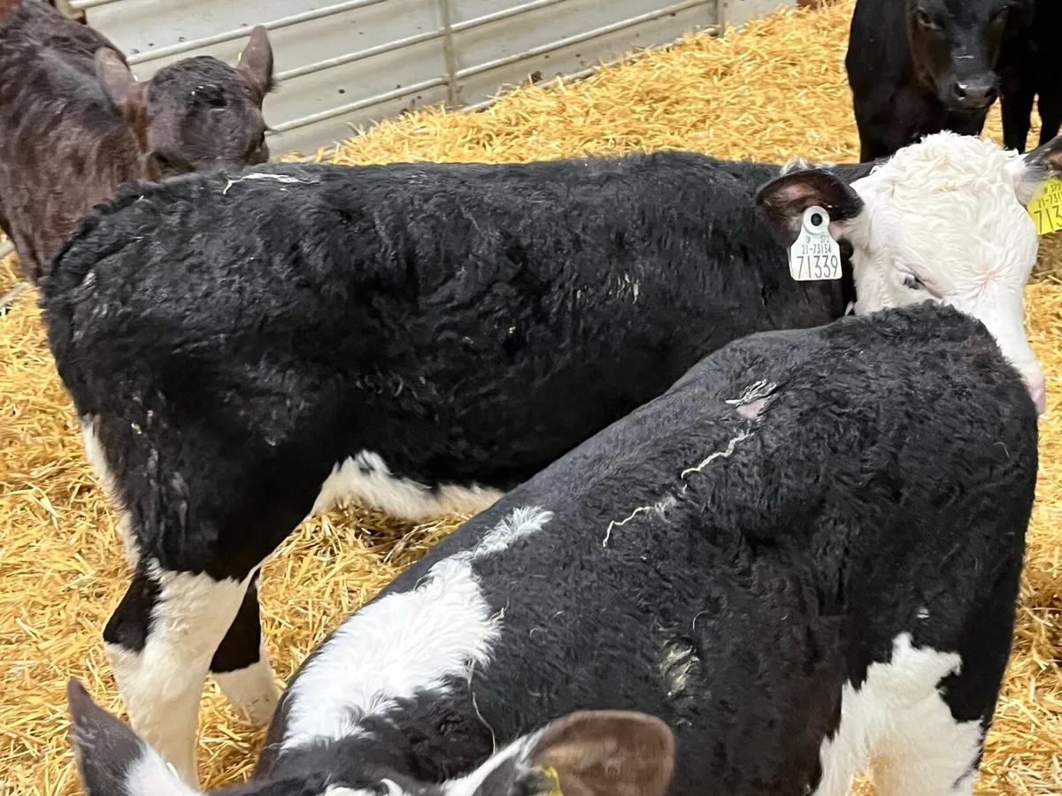 Real Proper AA & HE Heifer Calves - Image 4
