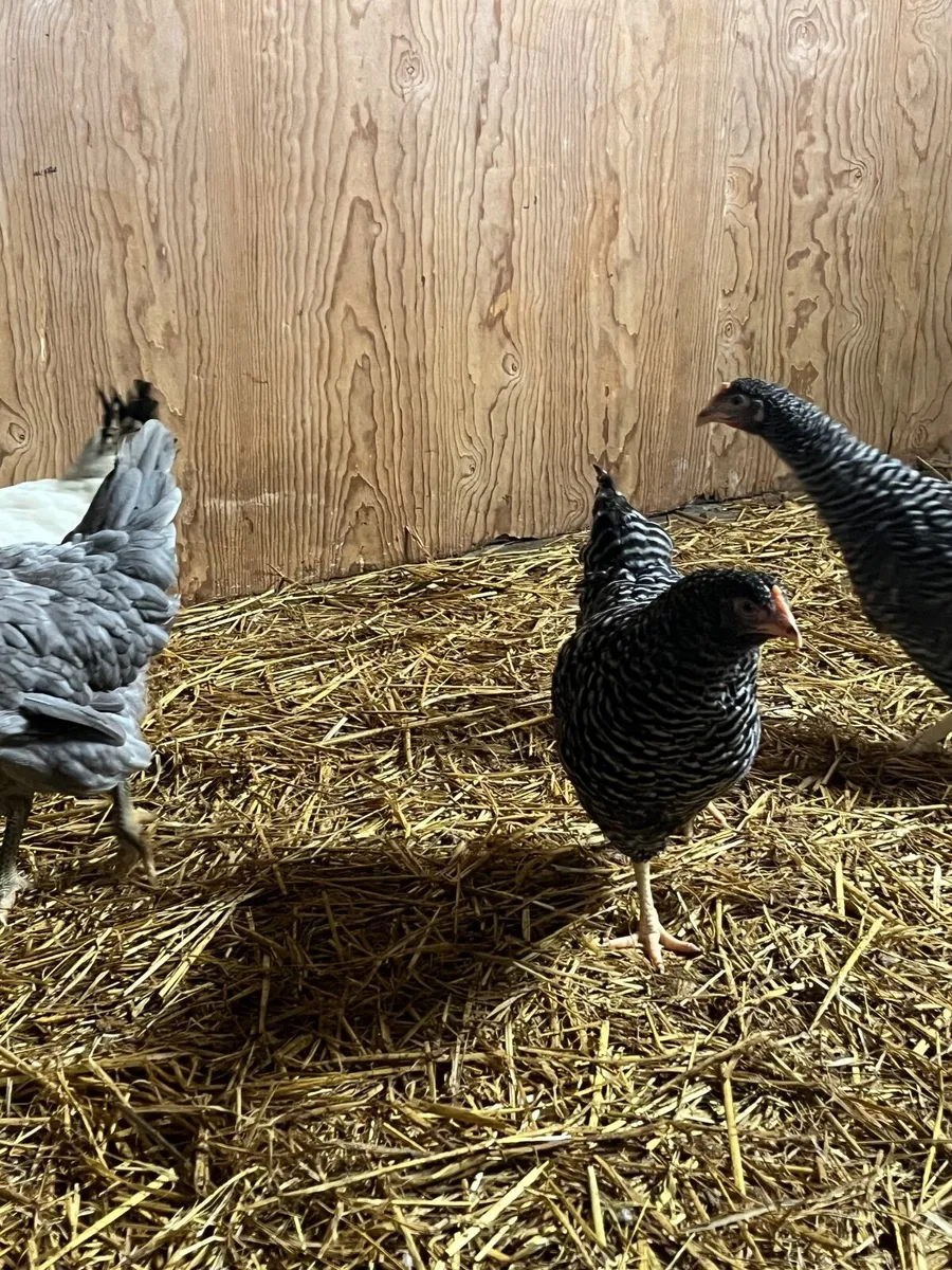 Delivering to Ennis Saturday 28th March - Image 2