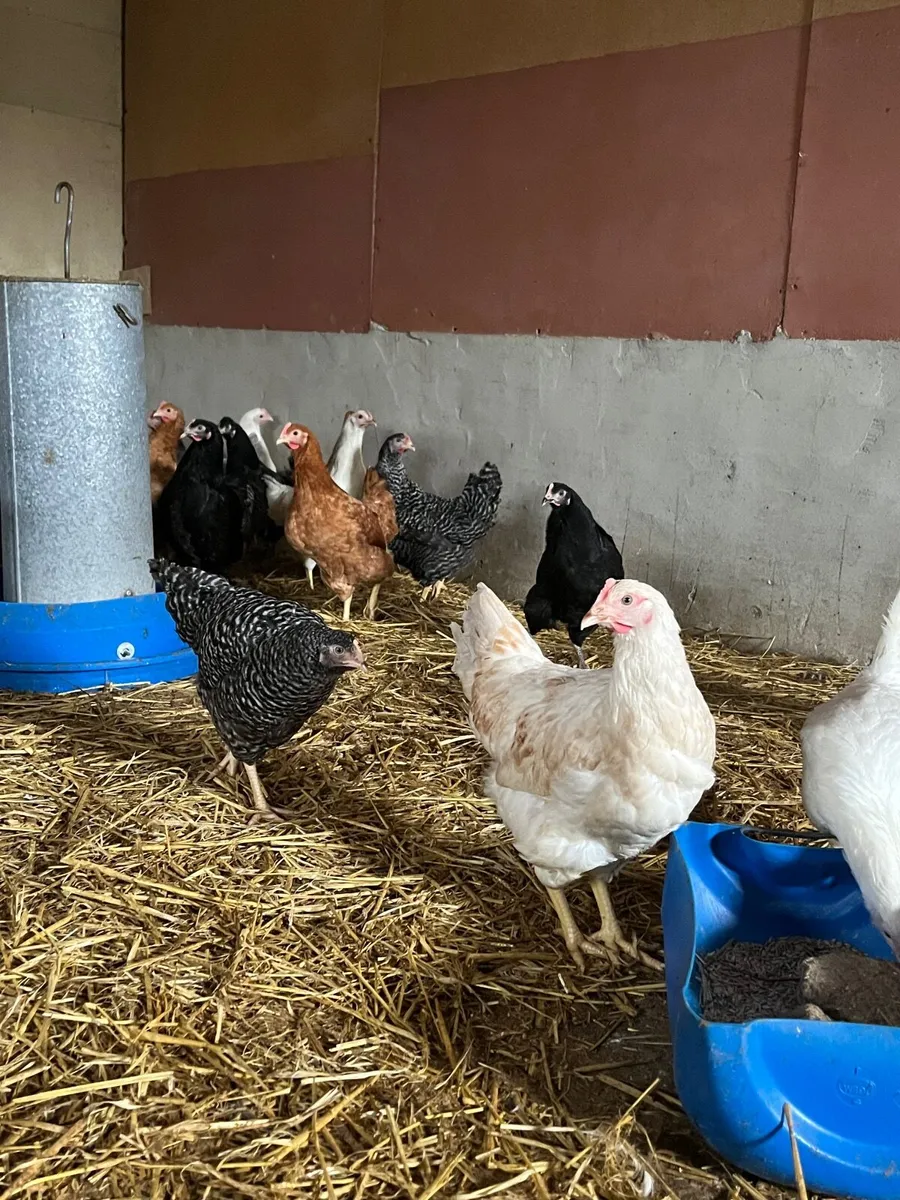 Delivering to Ennis Saturday 28th March - Image 3