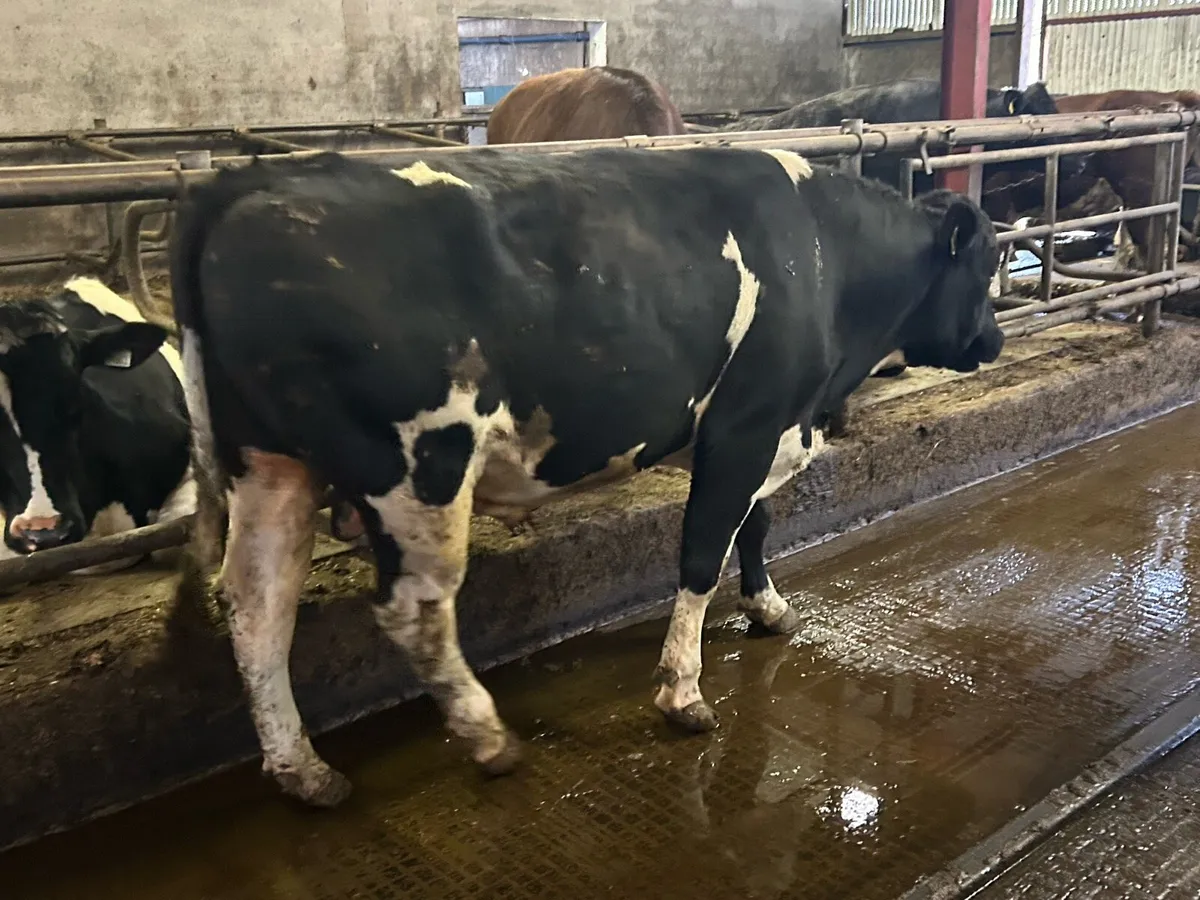 Pedigree reg freisan bull - Image 1