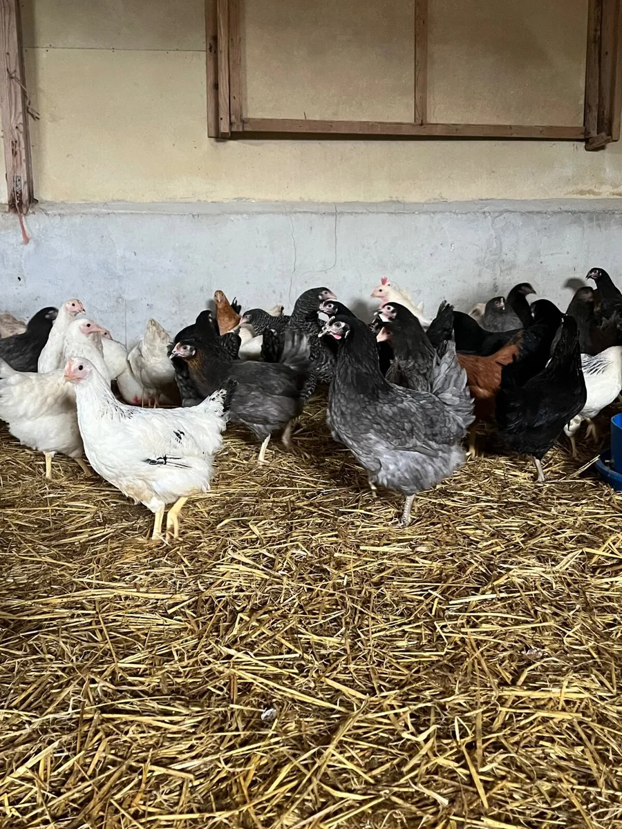 Delivering to Ennis Saturday 28th March - Image 4