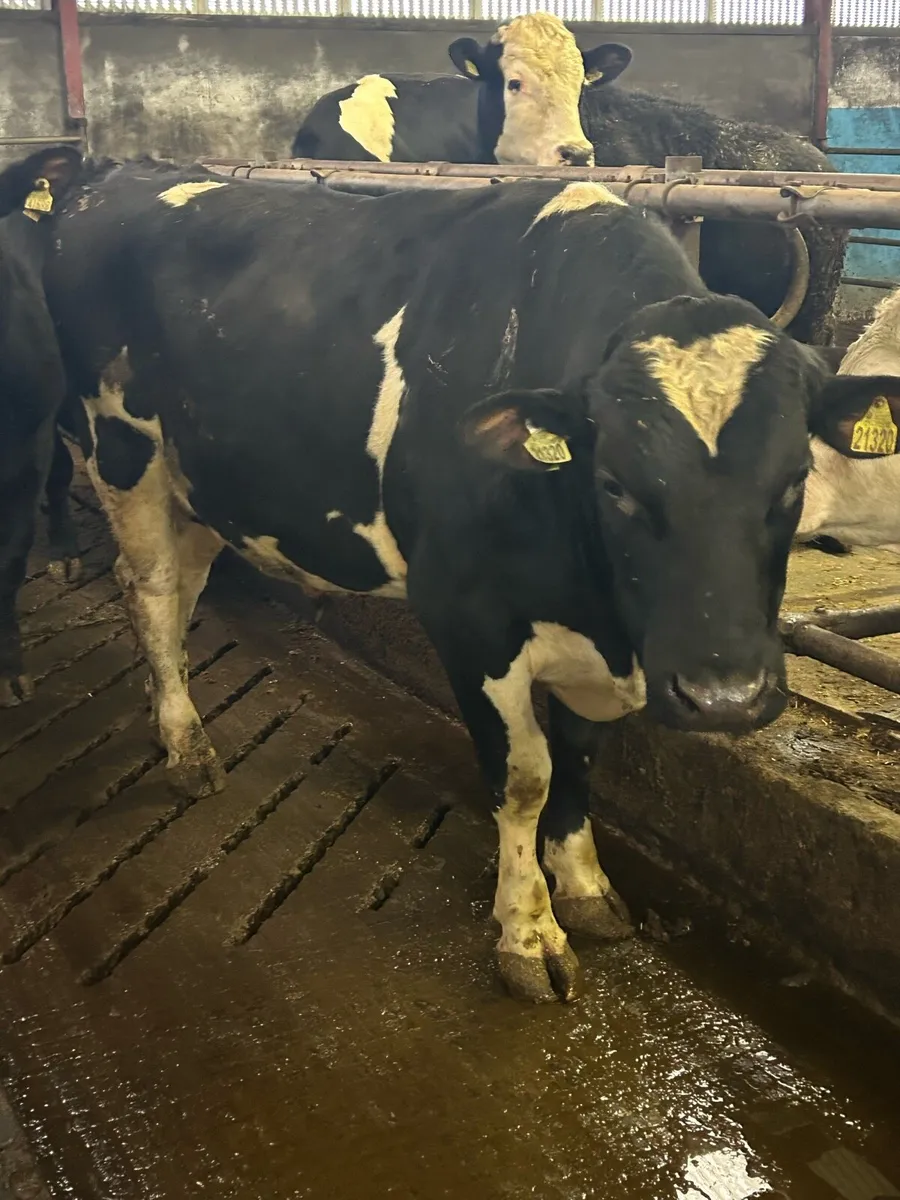 Pedigree reg freisan bull - Image 2