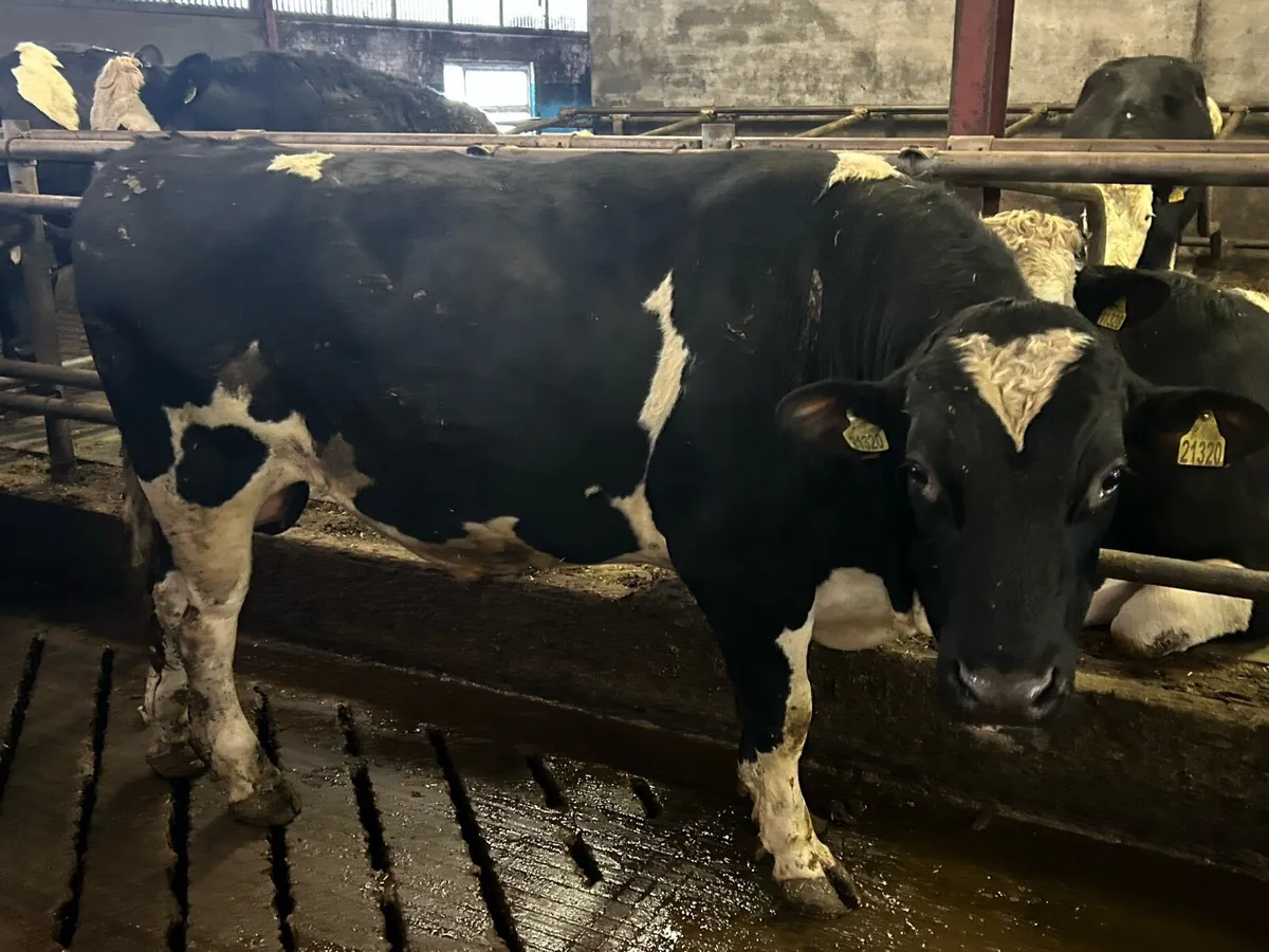 Pedigree reg freisan bull - Image 3