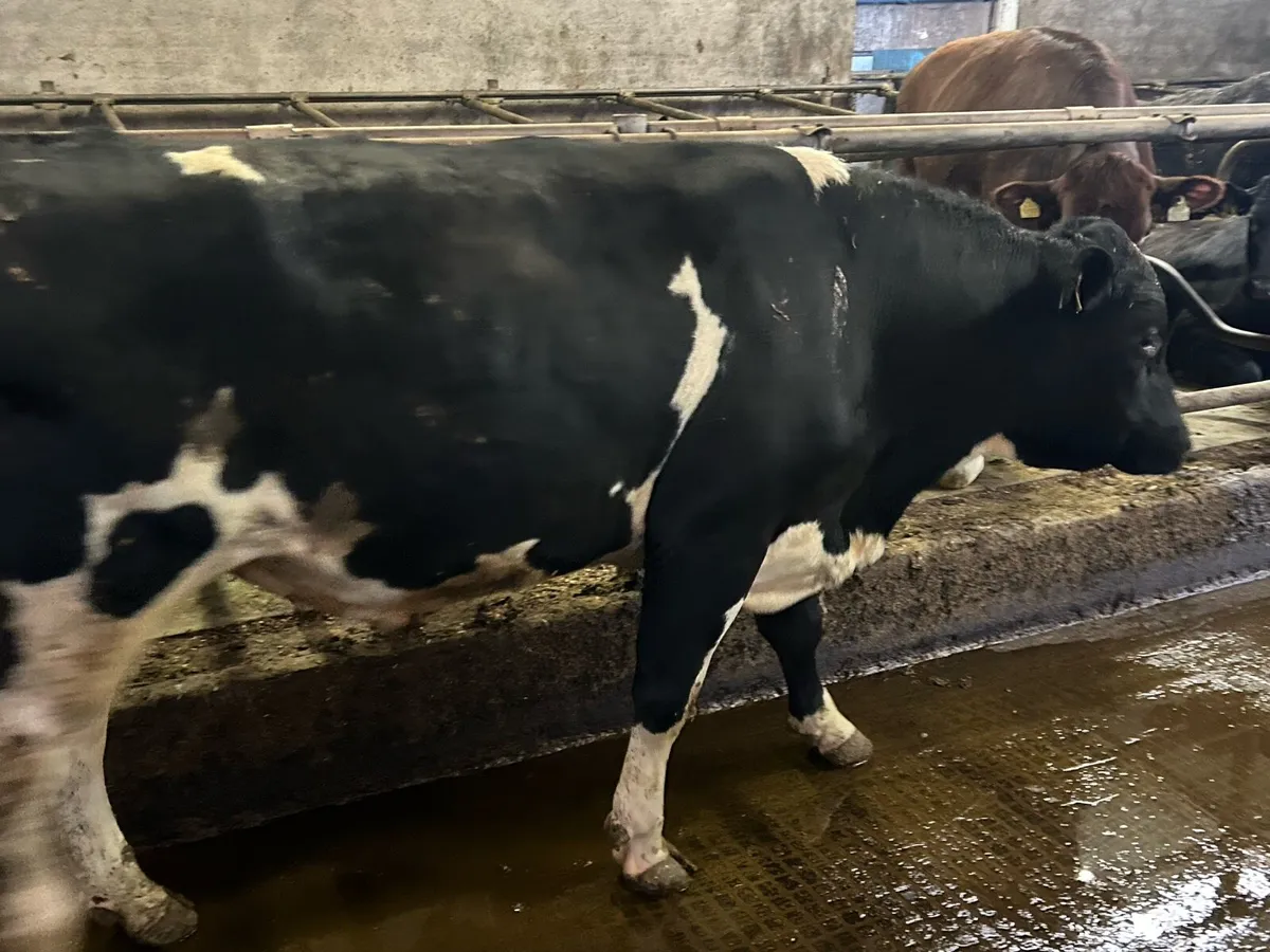 Pedigree reg freisan bull - Image 4