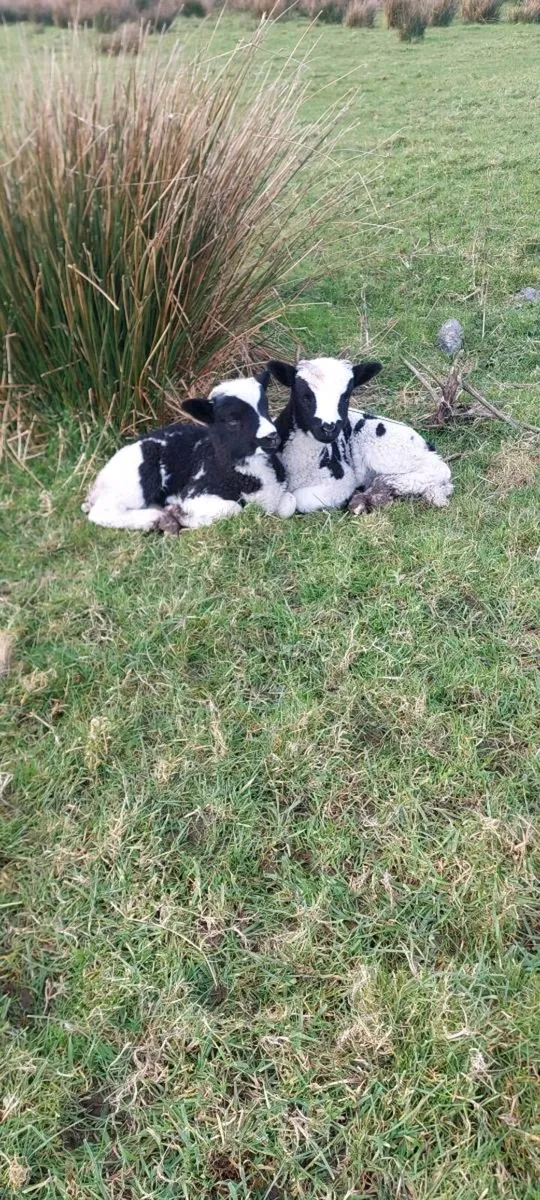 Jacob ewe  &  ram lambs - Image 2