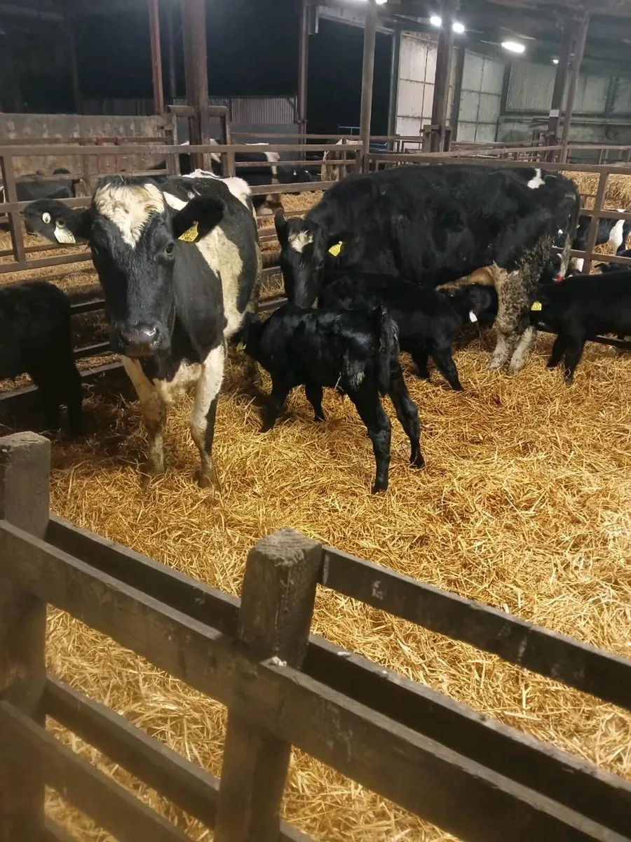 Heifers/ sucklers/ foster