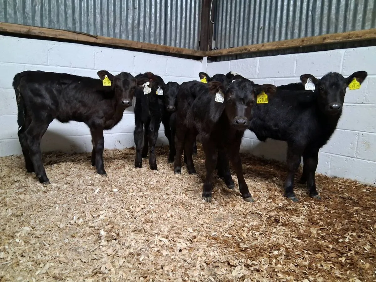 7 HEIFER CAVLES - Image 1