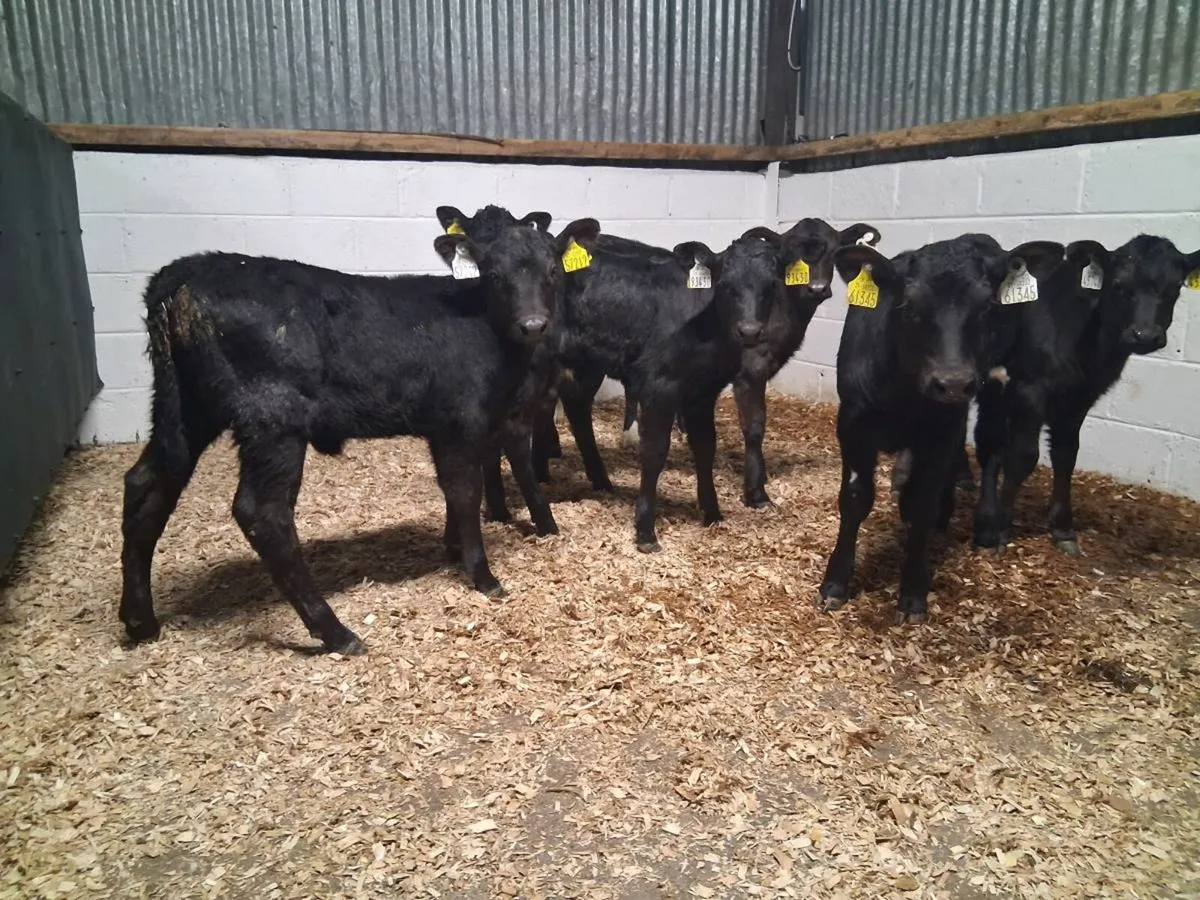 7 HEIFER CAVLES - Image 2