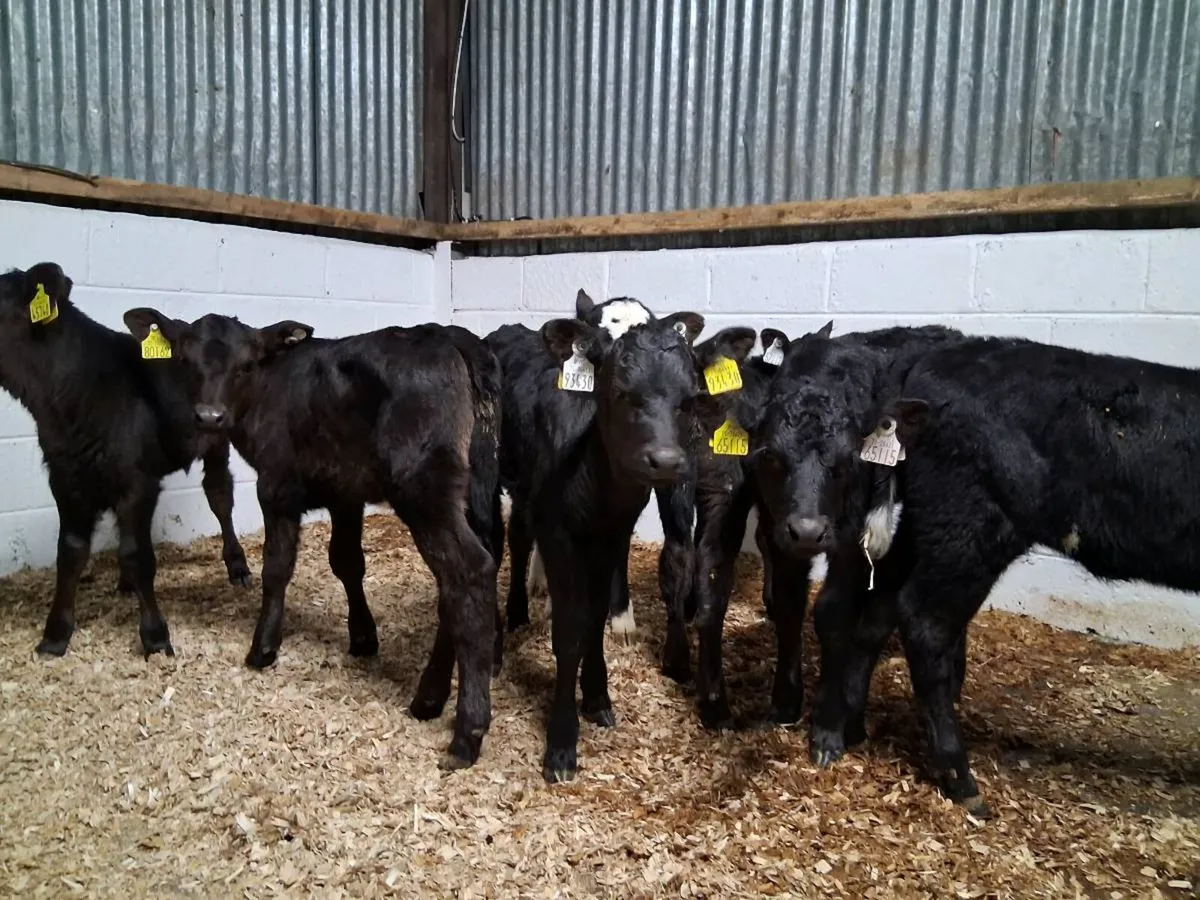 7 HEIFER CAVLES - Image 3