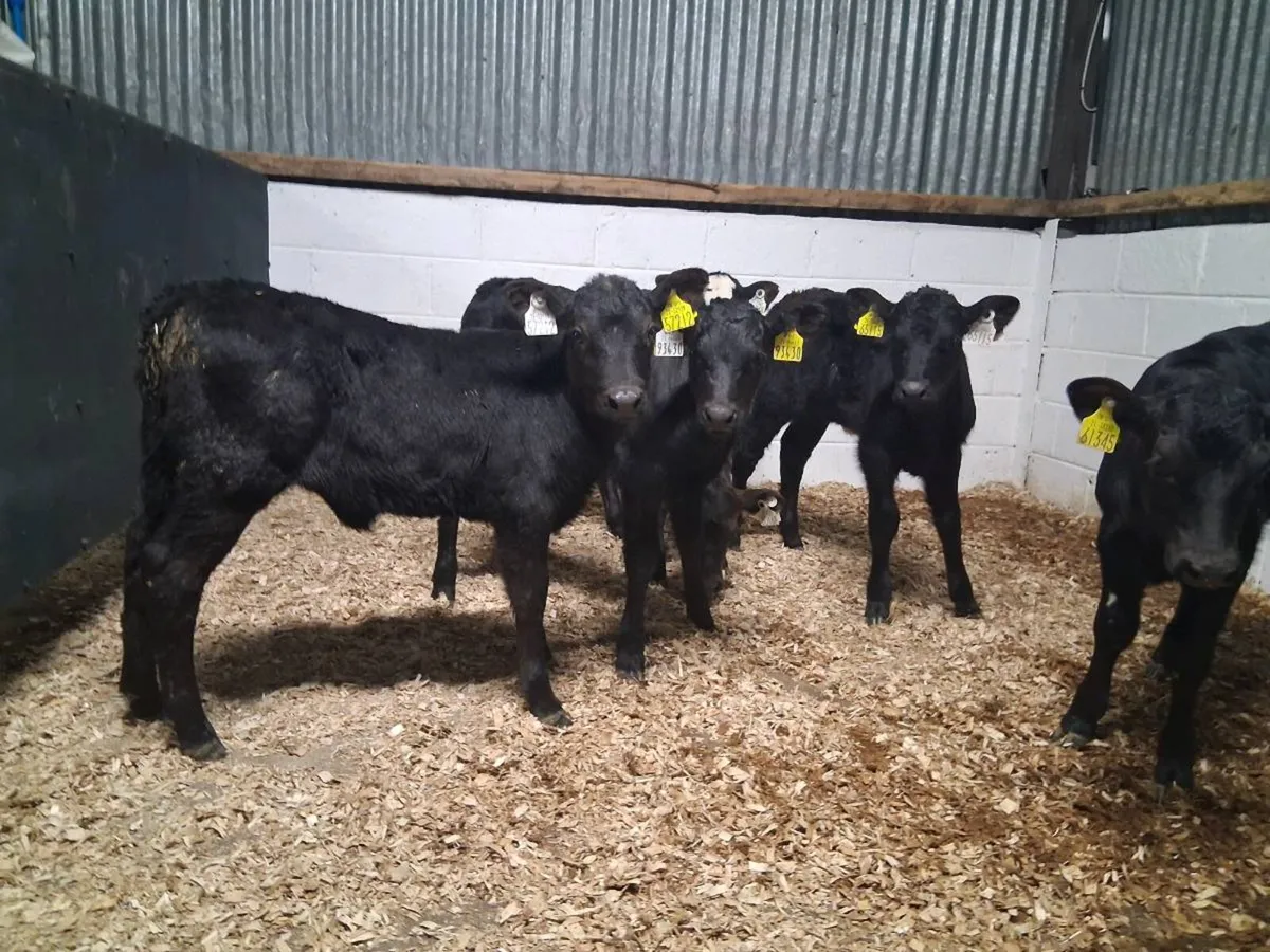 7 HEIFER CAVLES - Image 4